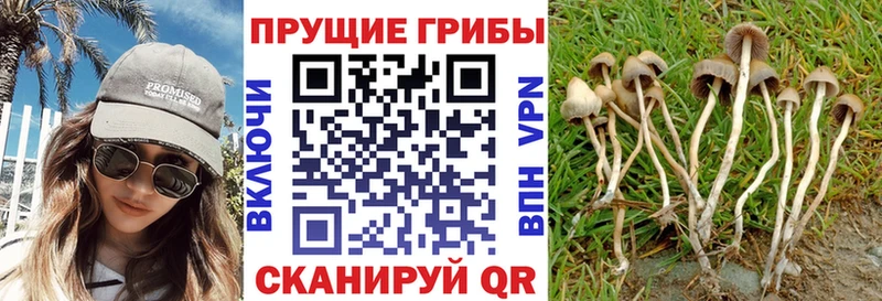 Купить где  Ленинск  Псилоцибиновые грибы Magic Shrooms 
